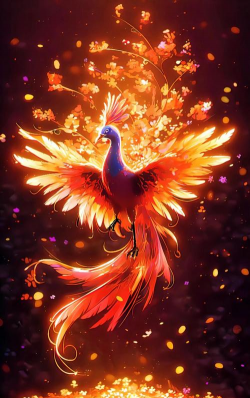 凤凰怎么养不会死