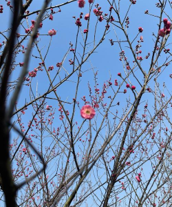 冬天什么花不在树上开放