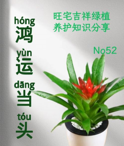 红星凤梨花怎么栽