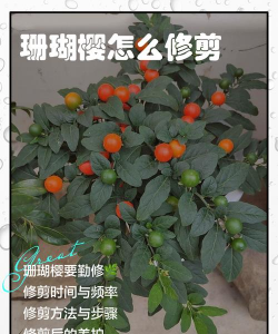 珊瑚樱冬天怎么浇水