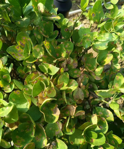 大叶黄杨落叶什么毛病