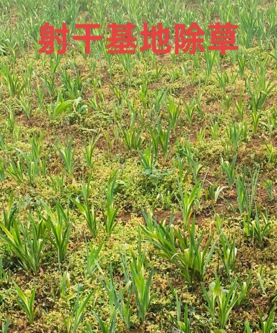 射干种植需要什么肥料