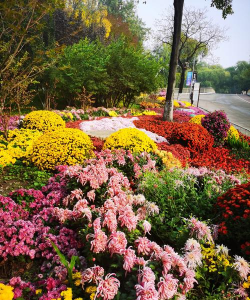 菊花喜欢什么环境