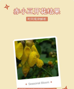 小赤豆什么时候开花