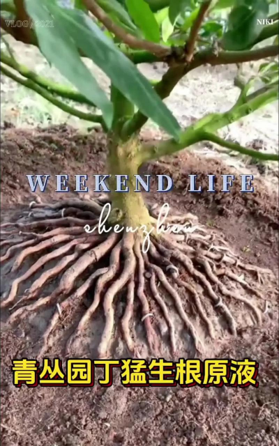 家庭养花用生根粉