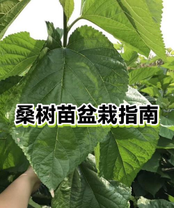 盆栽桑树怎么施肥