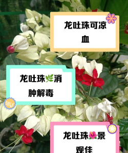 龙吐珠怎么药用