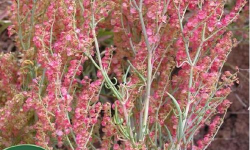 酸模什么时候种