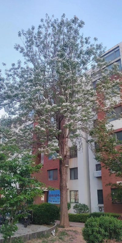 楸树什么时候开花