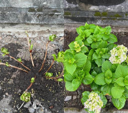 家庭养花用生根粉