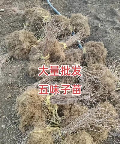 北五味子播种育苗