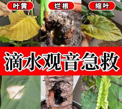 家庭养花用生根粉