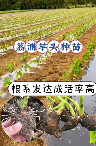 买的芋头怎么种植