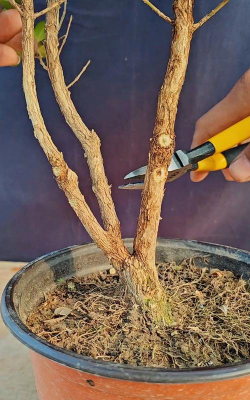 家庭养花用生根粉