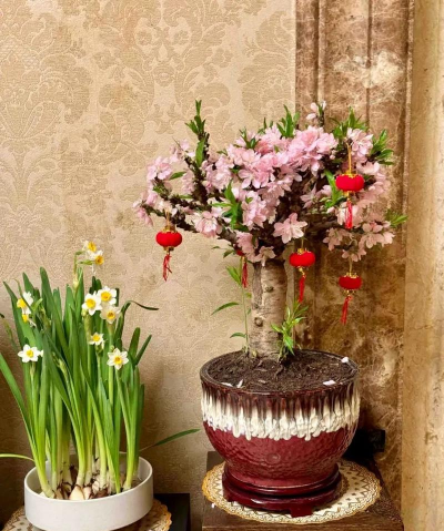 家庭养花用生根粉