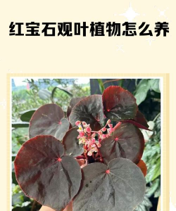 红宝石叶子怎么养