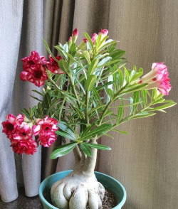 嫁接沙玫用什么砧木