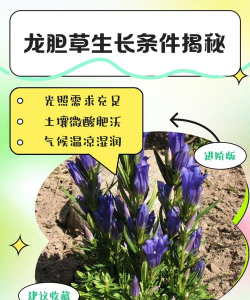 龙胆草怎么繁殖