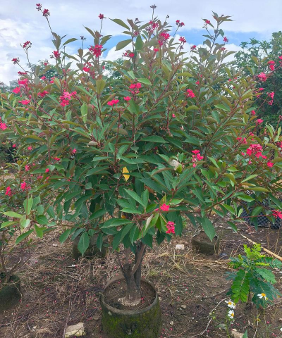 大叶珊瑚适合什么土壤