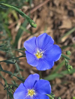 晚上亚麻花什么样