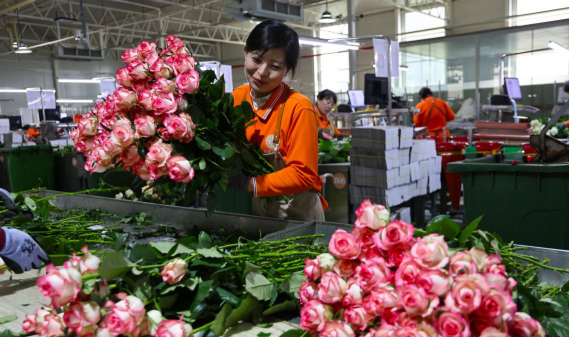 家庭养花用生根粉