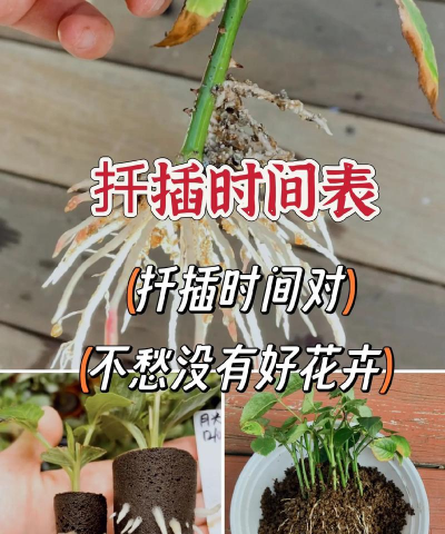 诱球什么时间扦插