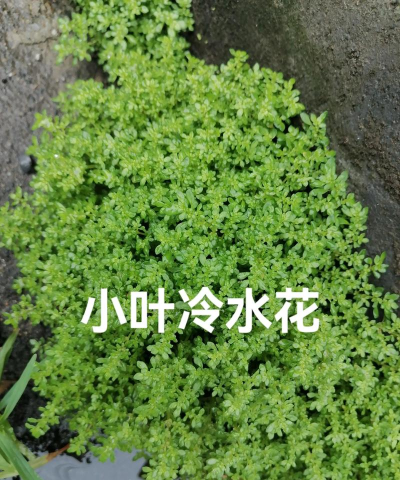 冷水花还叫什么花