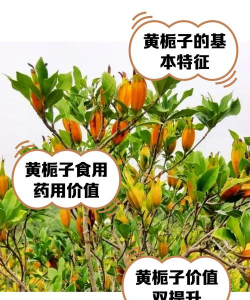 黄栀子还有什么名字