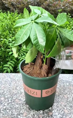 家庭养花用生根粉