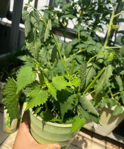 家庭养花用生根粉