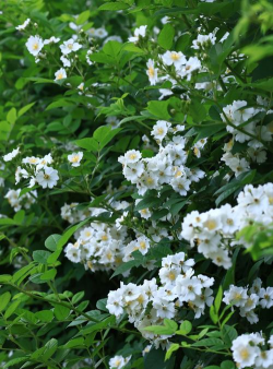 野蔷薇开什么颜色花