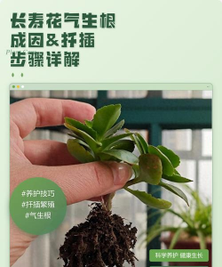 家庭养花用生根粉