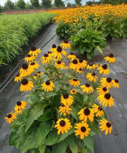 九月是什么植物