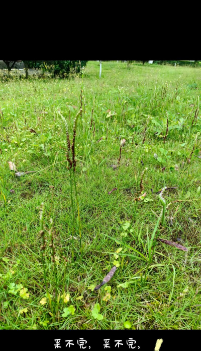 草坪植物是什么科
