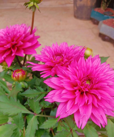 大理菊为什么不开花