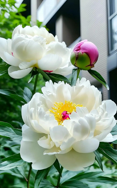 心中国花是什么花