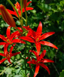 山丹丹怎么养护