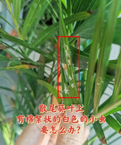 散尾葵叶子白点喷什么