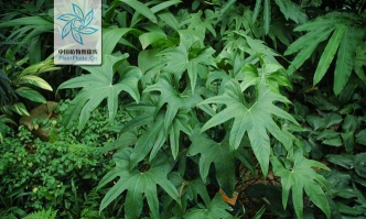 掌叶花烛属于什么叶脉