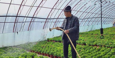 家庭养花用生根粉