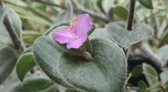 白雪姬什么时候扦插