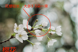怎么辨别吉野樱花