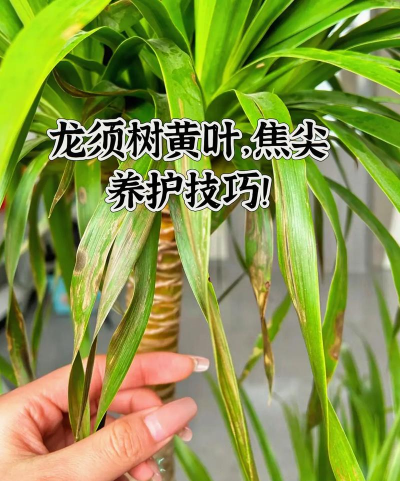 龙须龙须树怎么护理