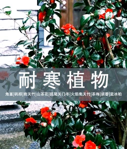 北方冬天外面适合养花吗