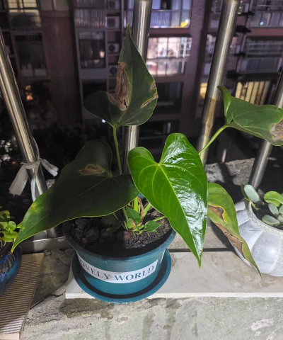 家庭养花用生根粉