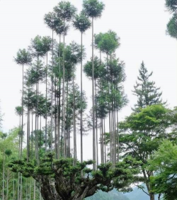 种什么木材树收入快