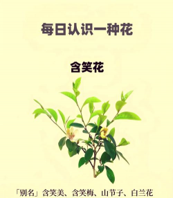 含笑花代表什么意思