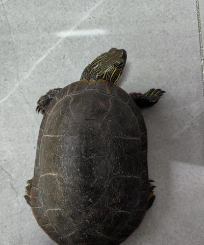 锦癸什么时候种