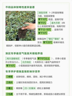冬天月季小苗怎么养