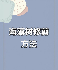 海藻树需要怎么养护